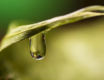 LAS LLUVIAS Y LA AGRICULTURA DE REGADÍO