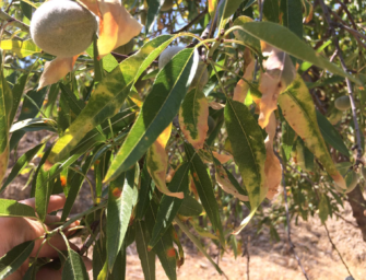 AGRICULTURA CONVOCA AYUDAS PARA AFECTADOS POR “XYLELLA FASTIDIOSA”